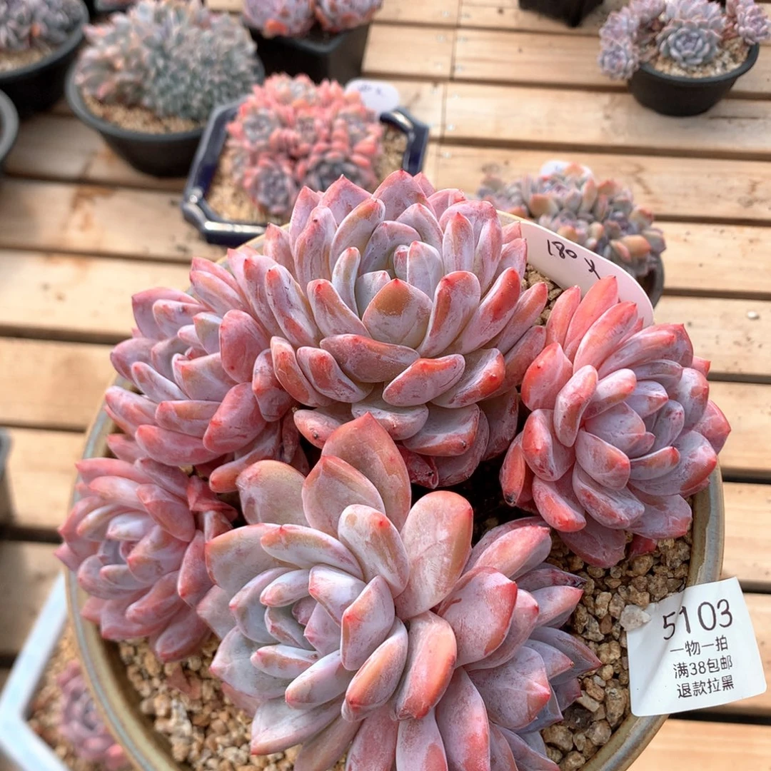 17.5厘米有砍六头韩橙 5103