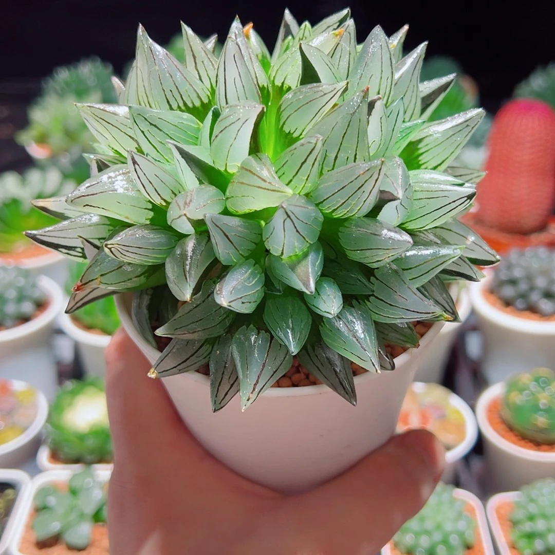 群生大群生西瓜寿多肉多肉