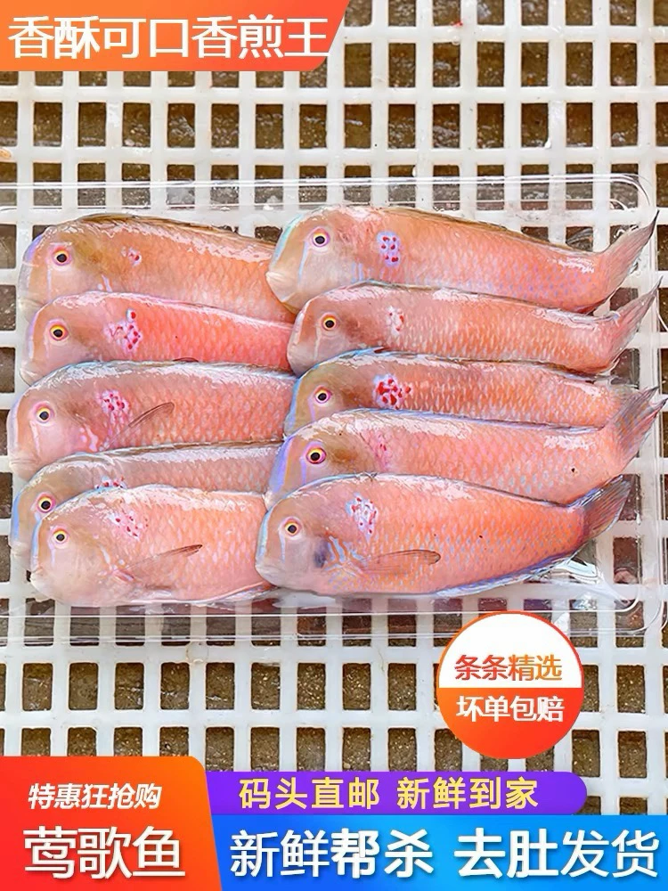 神泉港莺歌鱼马头鱼5斤广东包邮，一斤10条左右杀好400克发5包