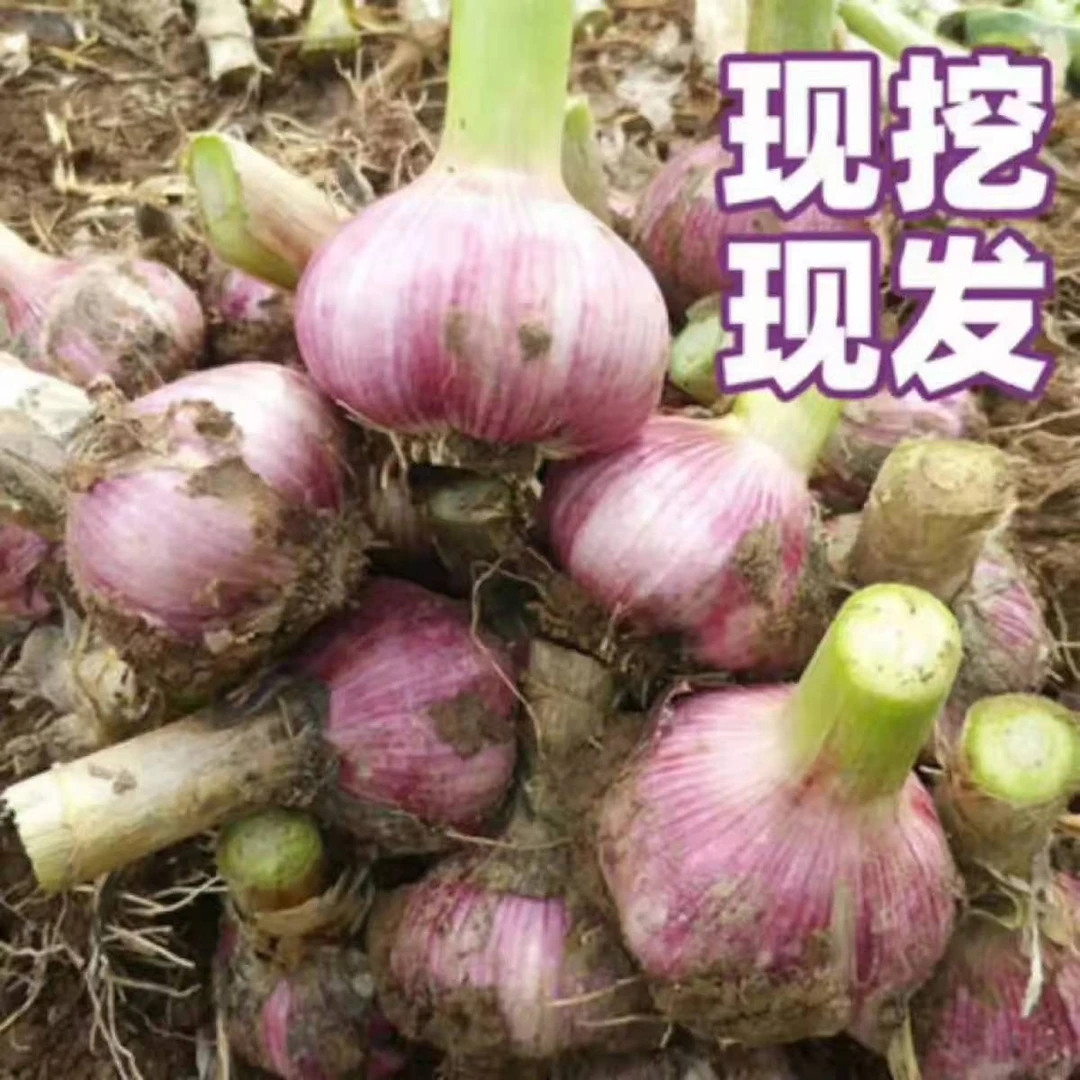 2025年新鲜紫白皮大蒜现挖新鲜紫皮大蒜可腌制糖蒜腊八蒜的湿蒜