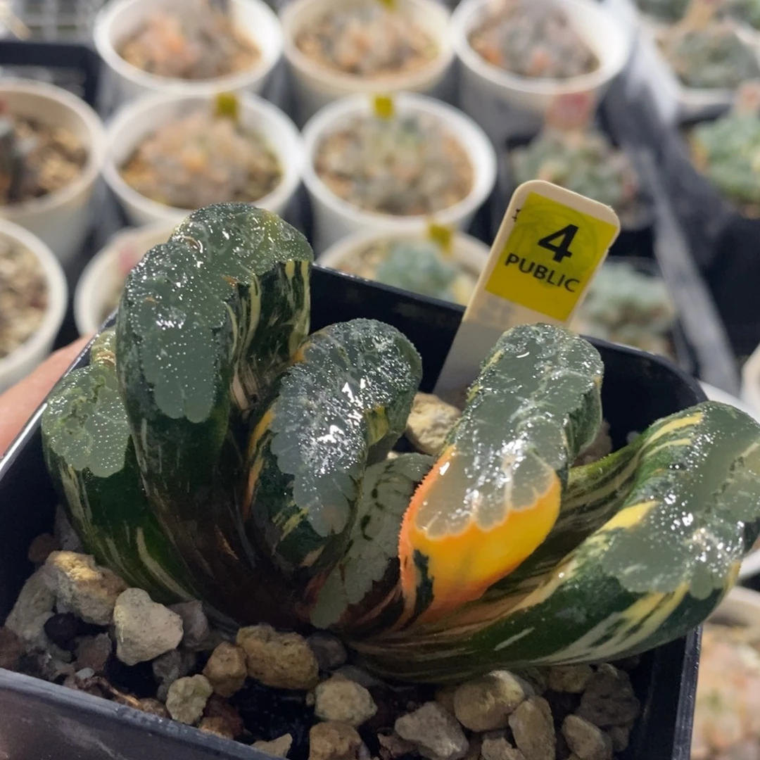 4赤斑玉扇十二卷多肉