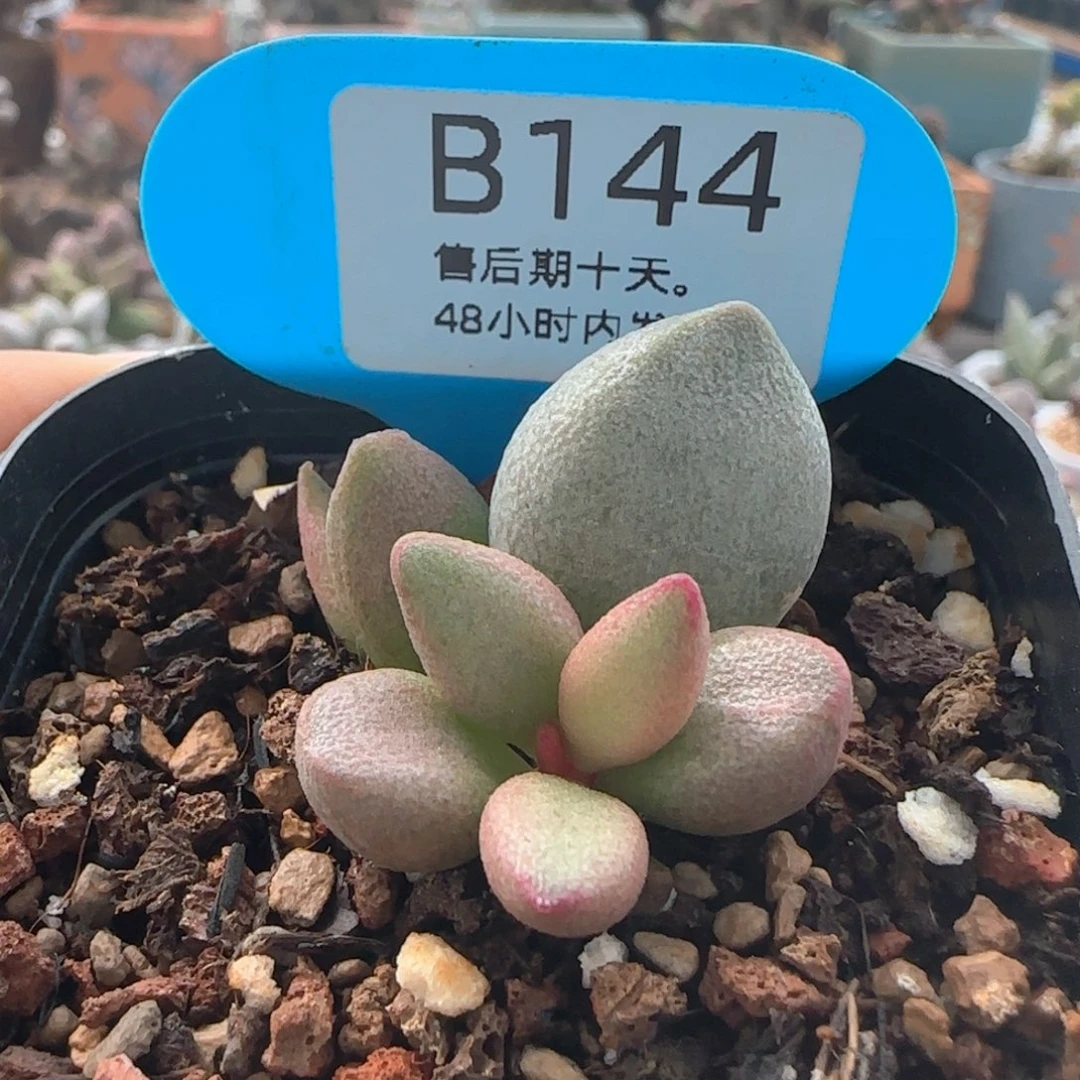 白糖豆。      144。
