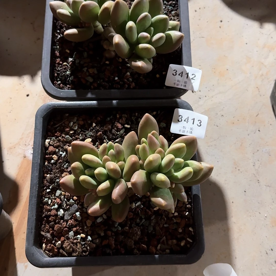 H*K3412 3413芒果奶多肉