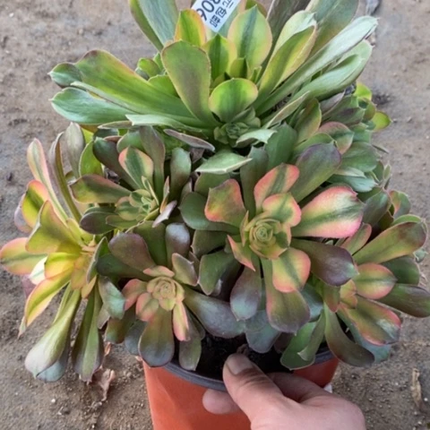 806雅典娜满25包邮多肉