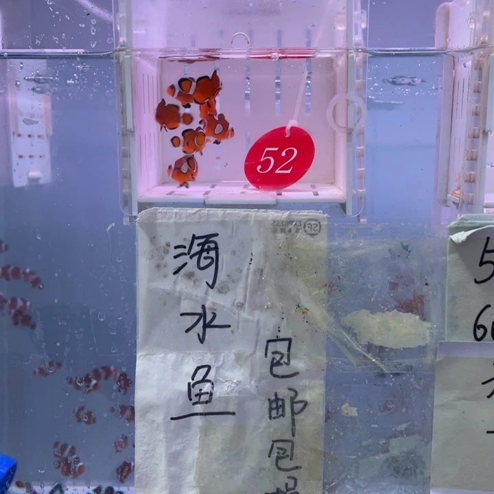 海水鱼不规则纹路7条2-3