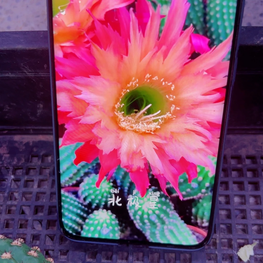 下57毛北极星歪无根侧芽5公分左右左右20包邮