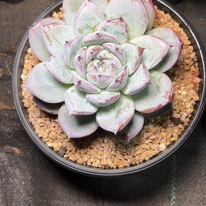 多肉植物一物一拍