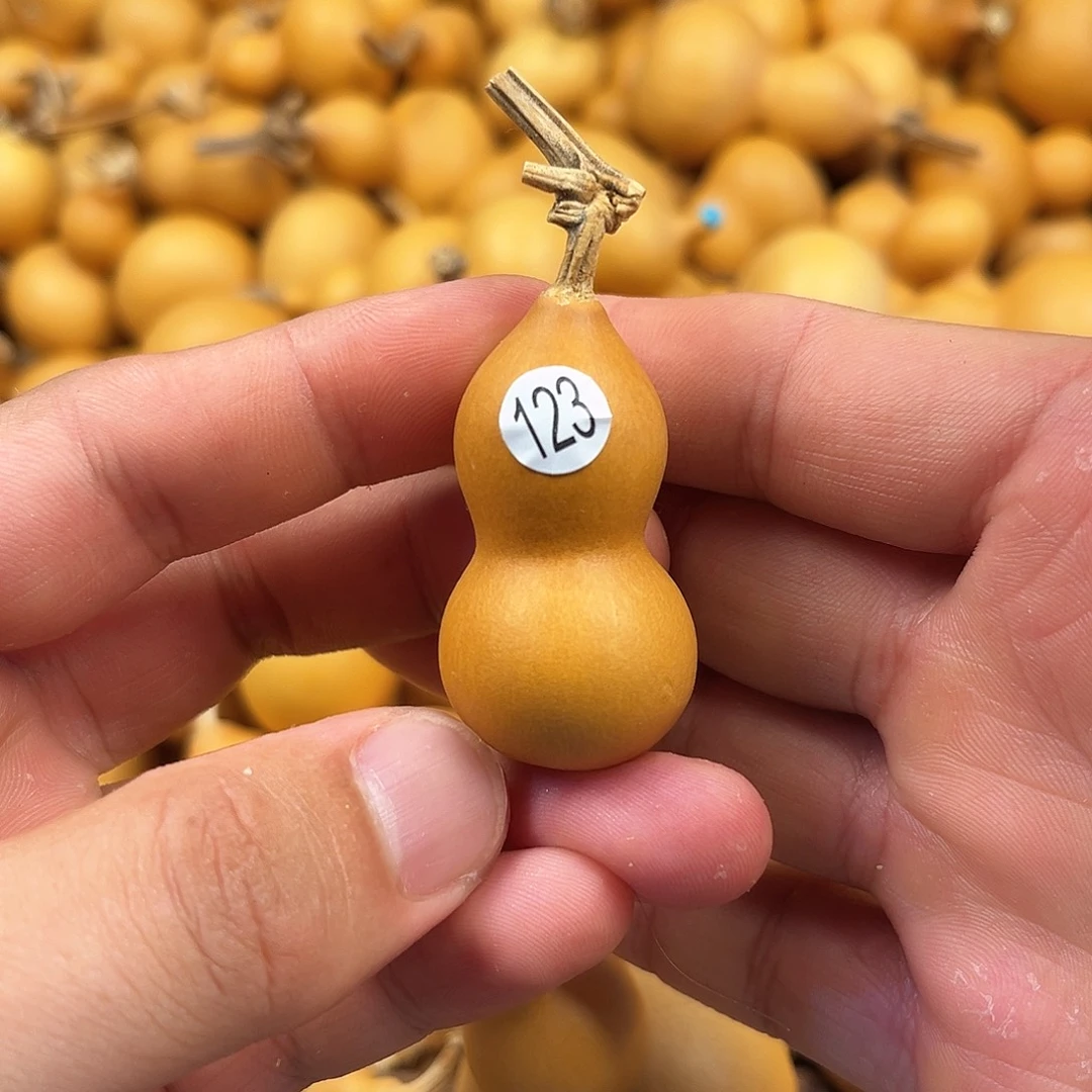 五葫芦葫芦葫芦葫芦123