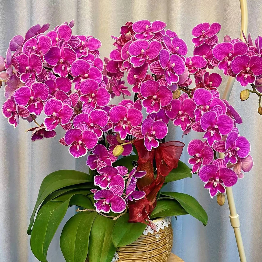 蝴蝶兰《红豆》专属链接 好养耐养带花 广西基地直发