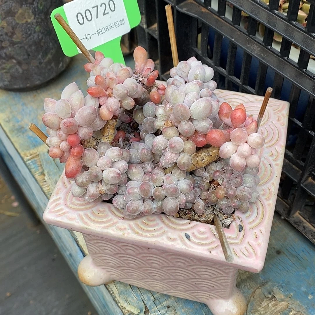 00720托魔芋OKOK了姐姐