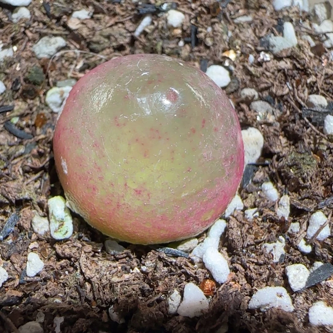 肉锥多肉植物组合-灯泡1287