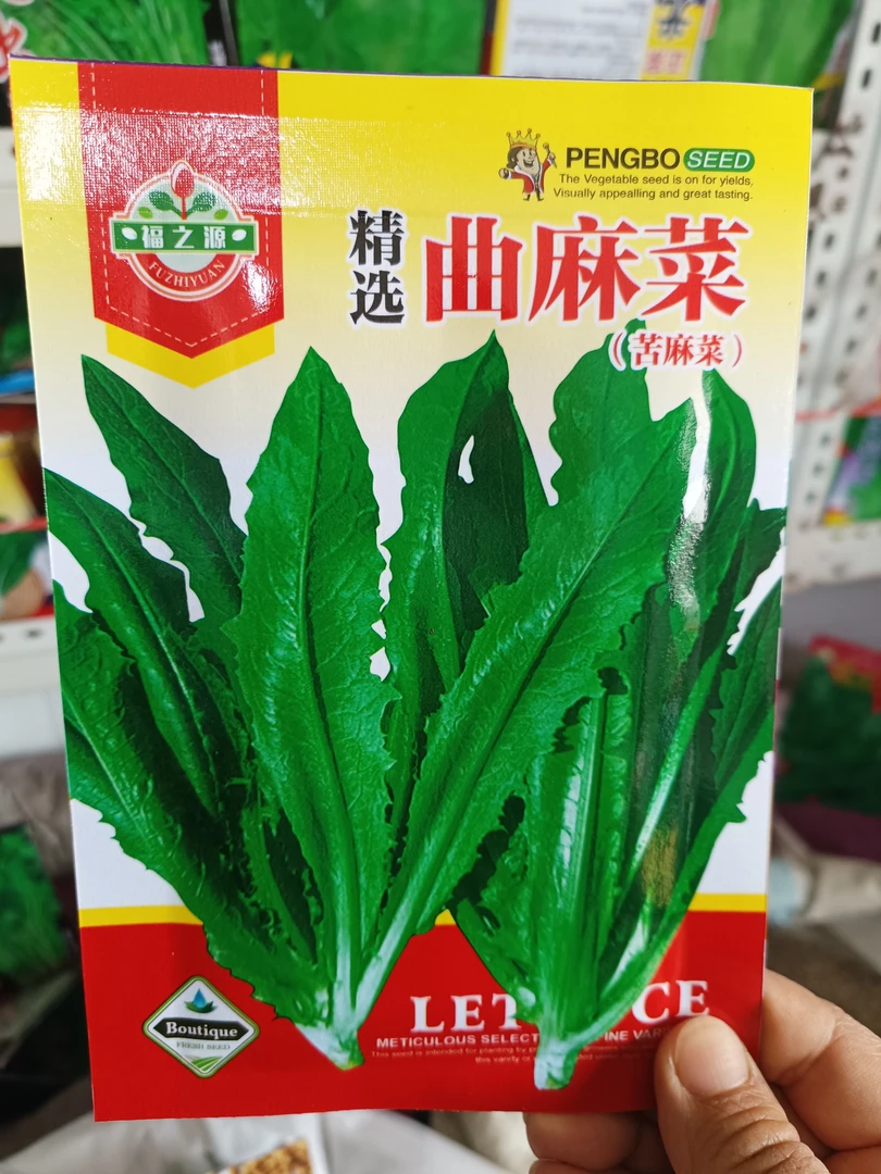 野生曲麻菜种子苦麻菜蔬菜籽四季盆栽