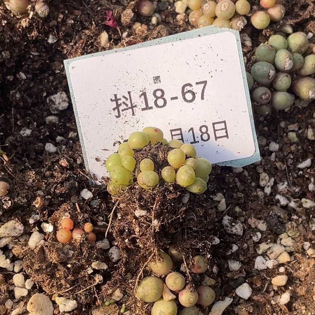 琳*18-67肉锥多肉植物