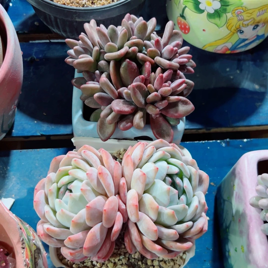 橙子橙子是送的多肉植物