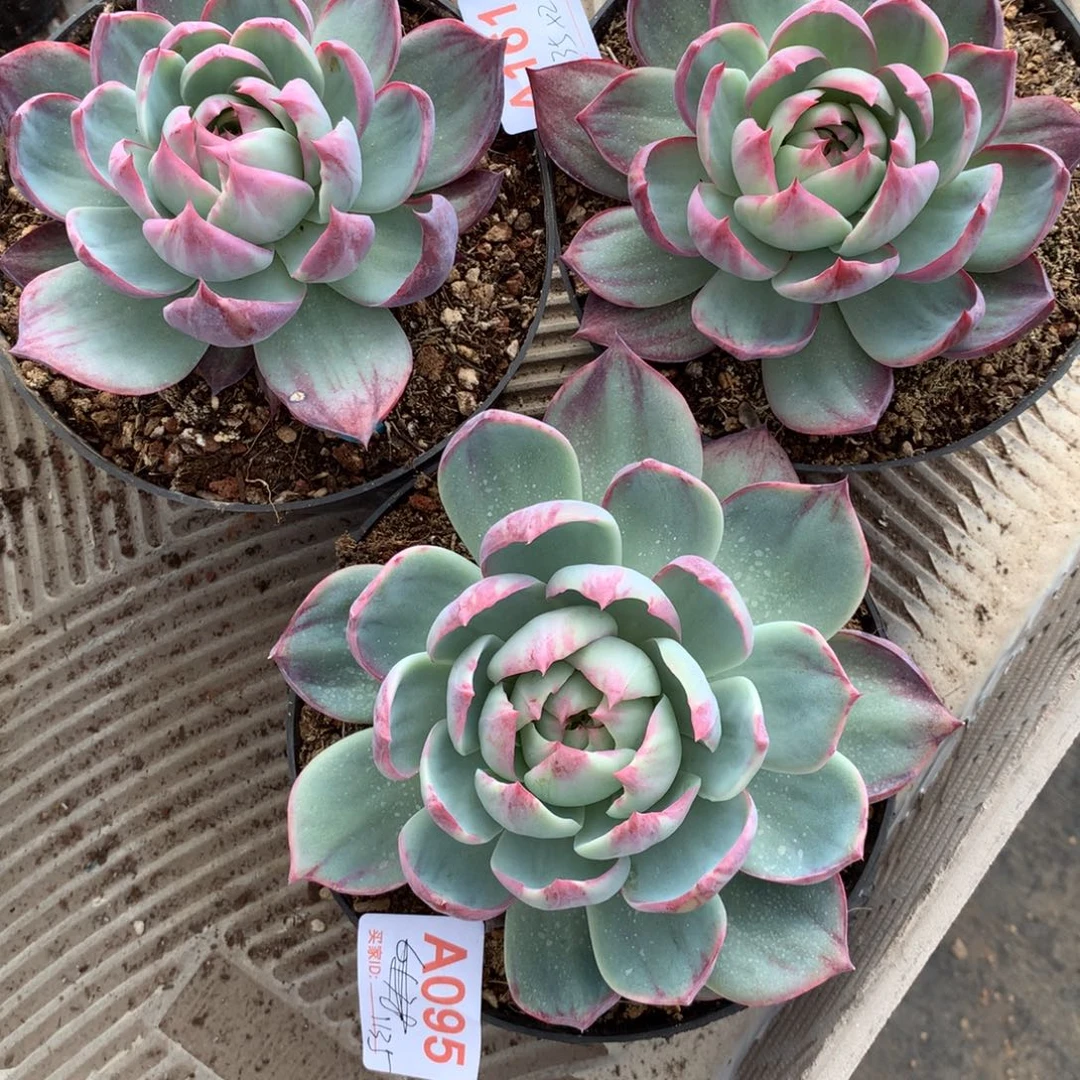 .***。惊鸿单头多肉植物