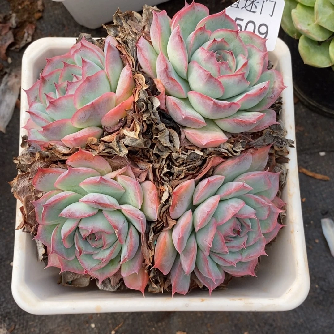 白***林杂交精品多肉1509~12厘米