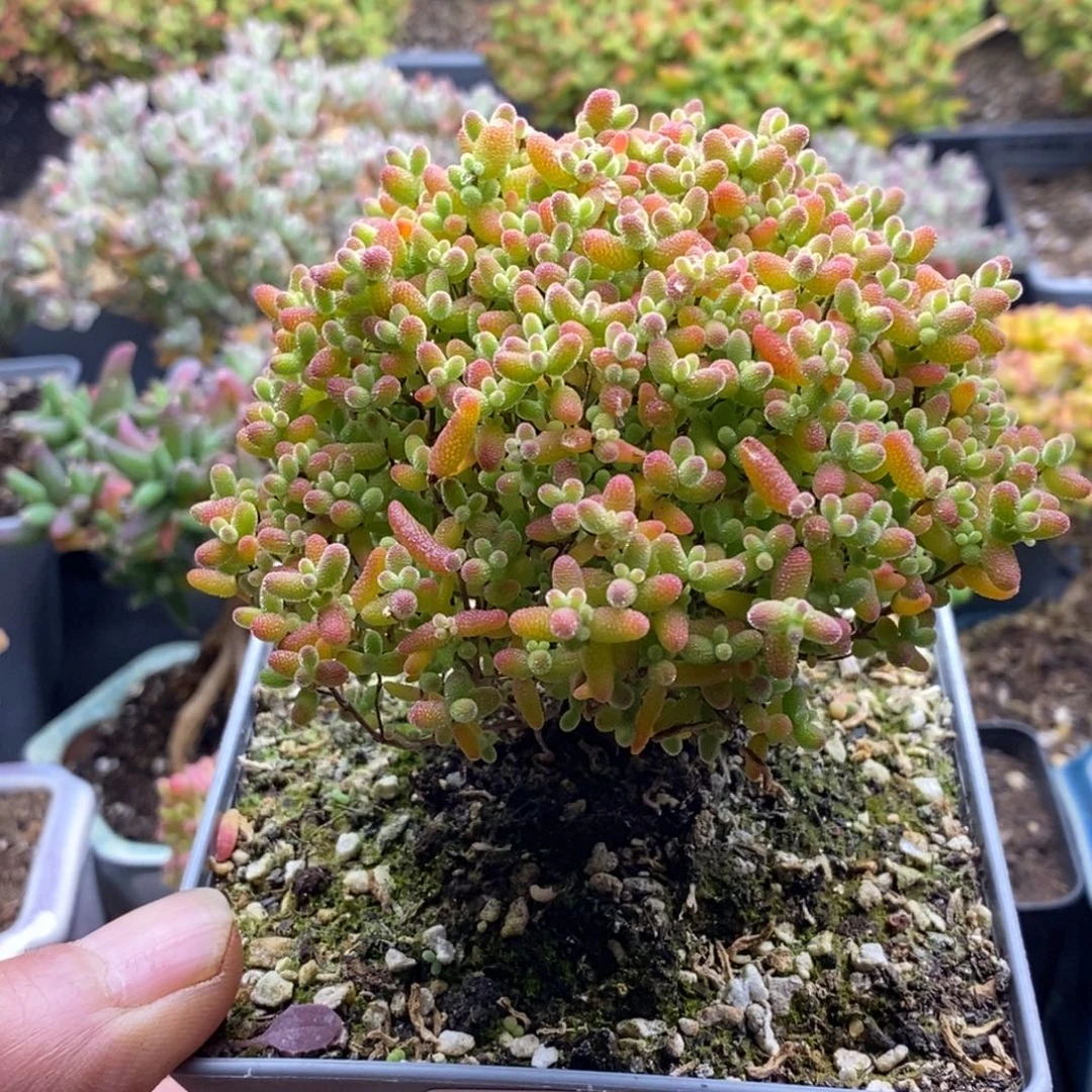 蜜橘糖球659。