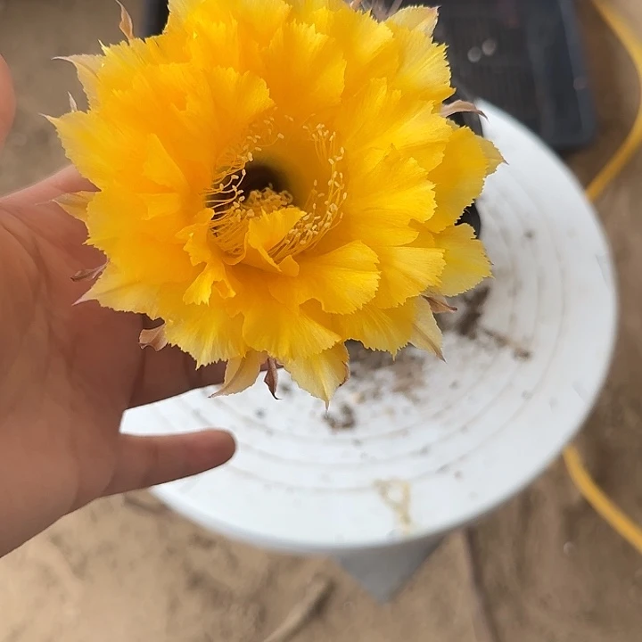 无花朵梁****师带根彩草230