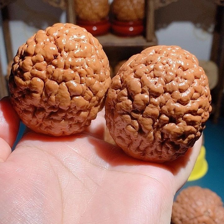 野生三瓣脑纹大金刚4956