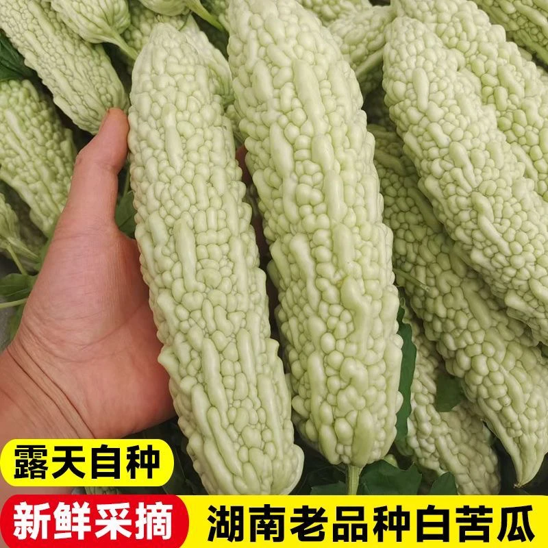 【南县特产】湖南本地老品种白苦瓜珍珠苦瓜新鲜凉瓜
