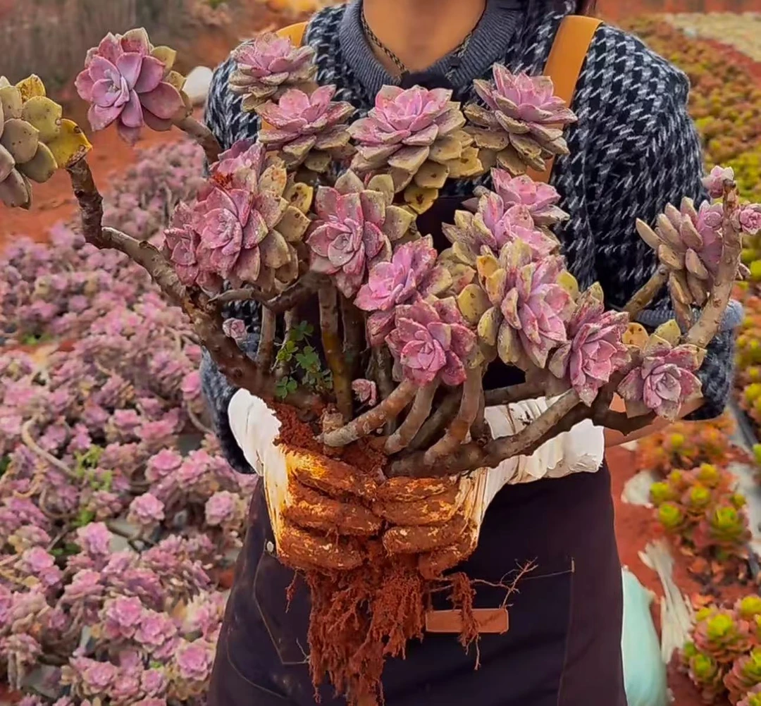 云漫多肉  地栽紫乐 25-30cm 葡萄架地块   多肉植物 新手好养