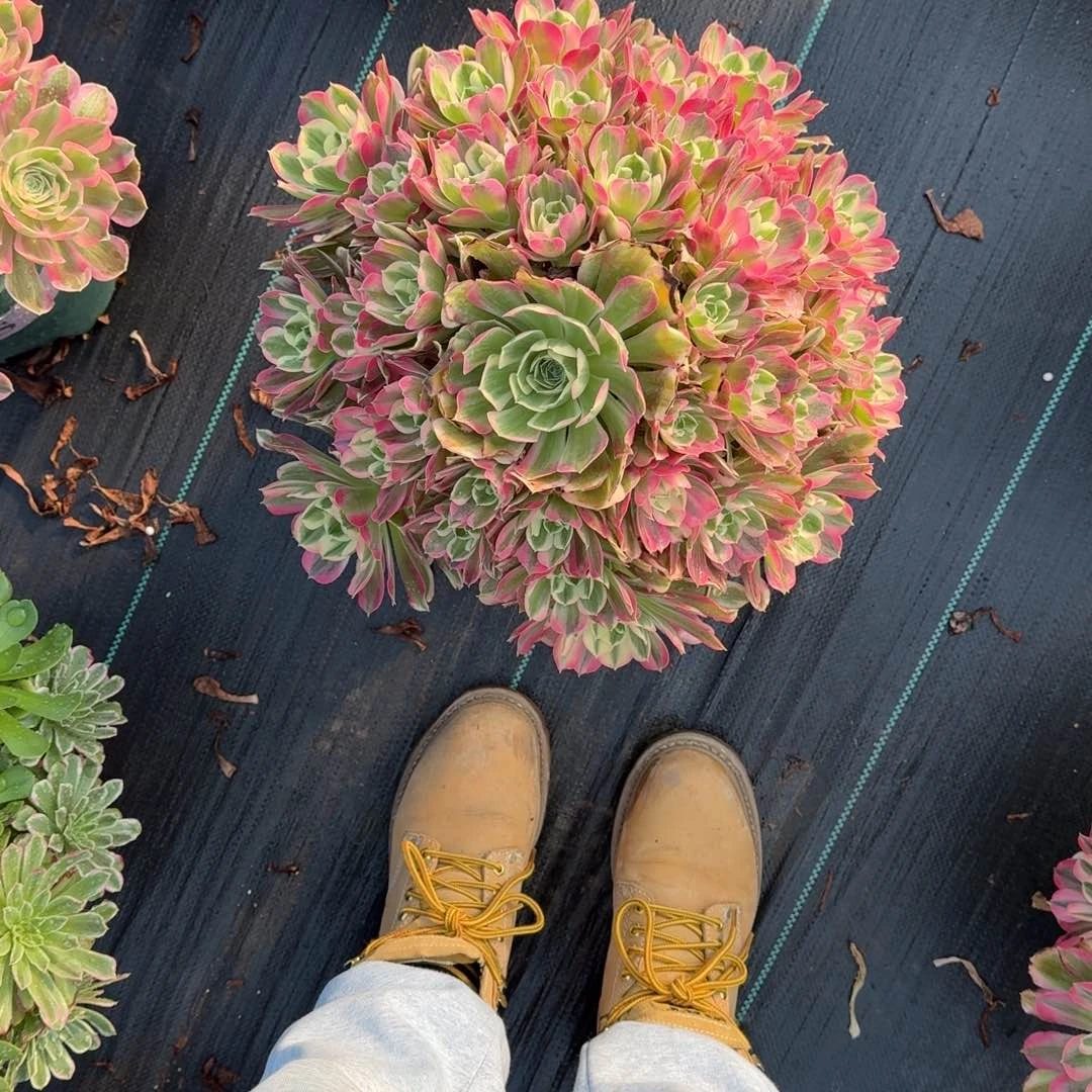 君*男神多肉植物888