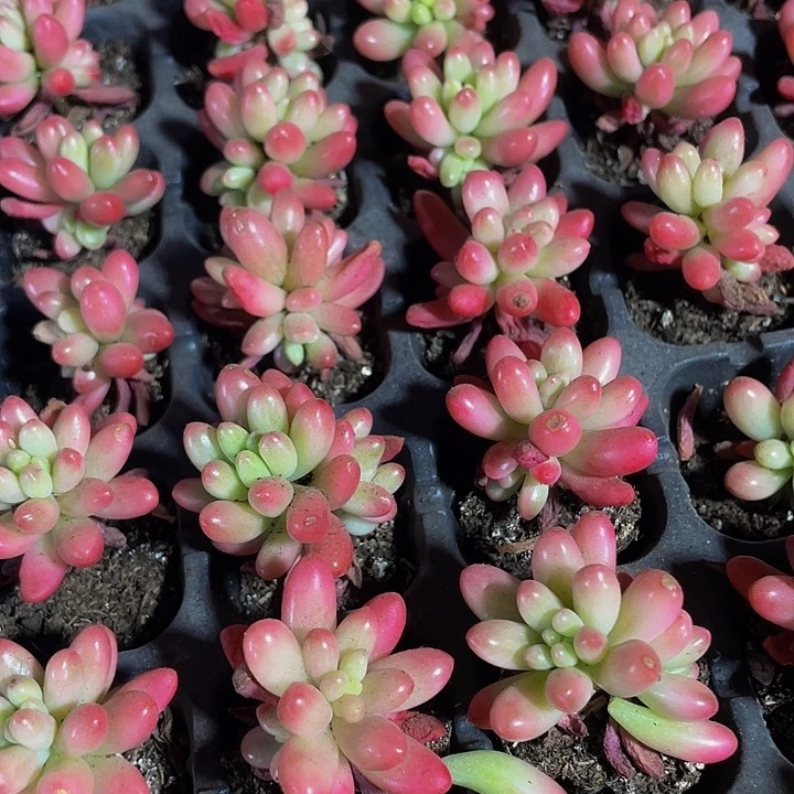 小红之玉锦1元带土发