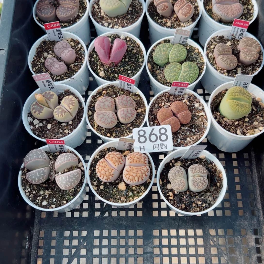 无花朵此**萍我很喜欢这个H868