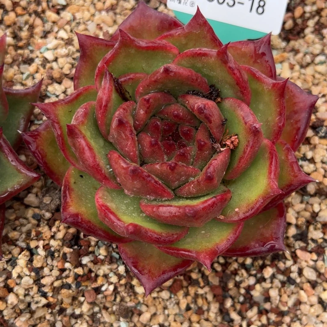 魔***呀从前慢多肉精选编号0603.18