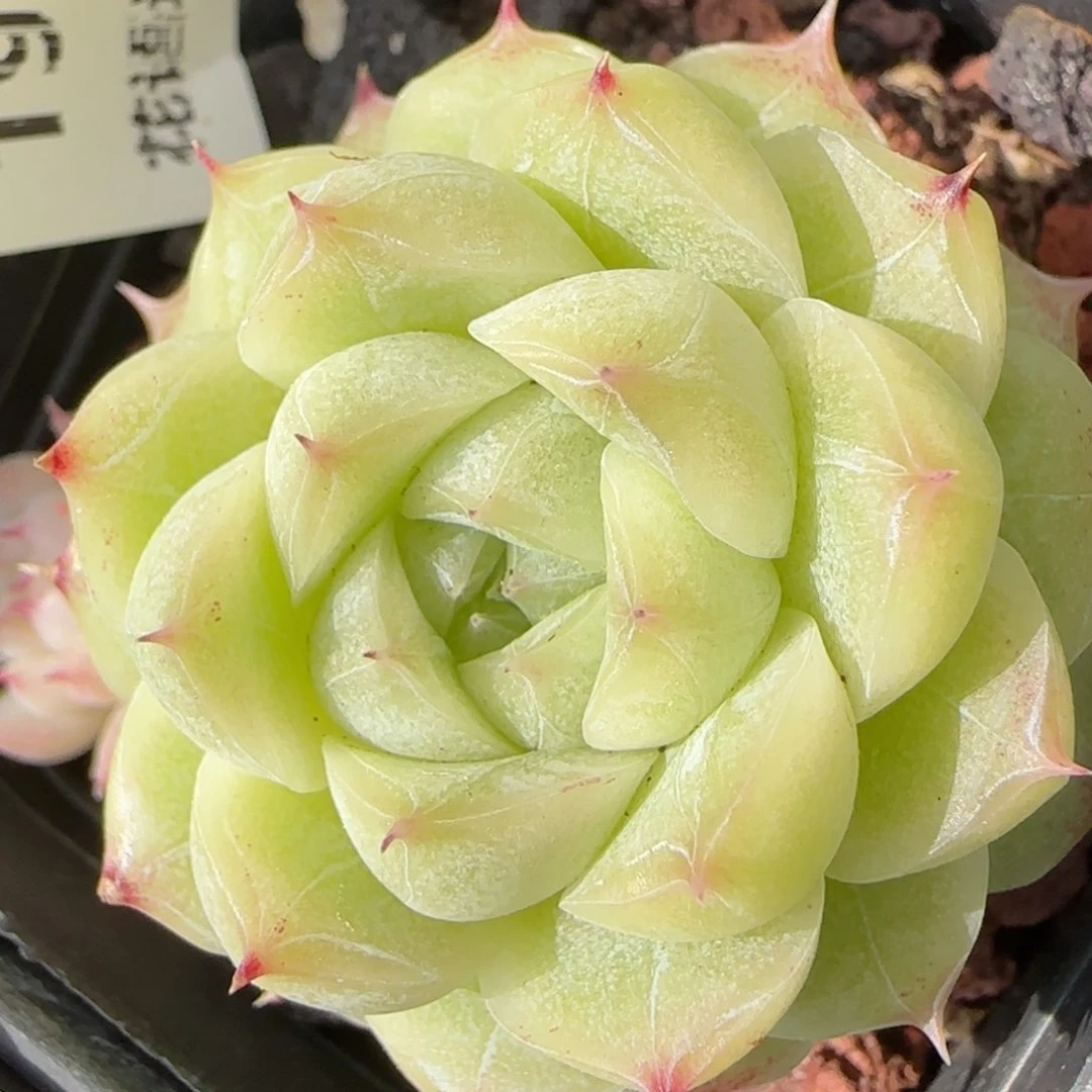 花语逸境0221-192