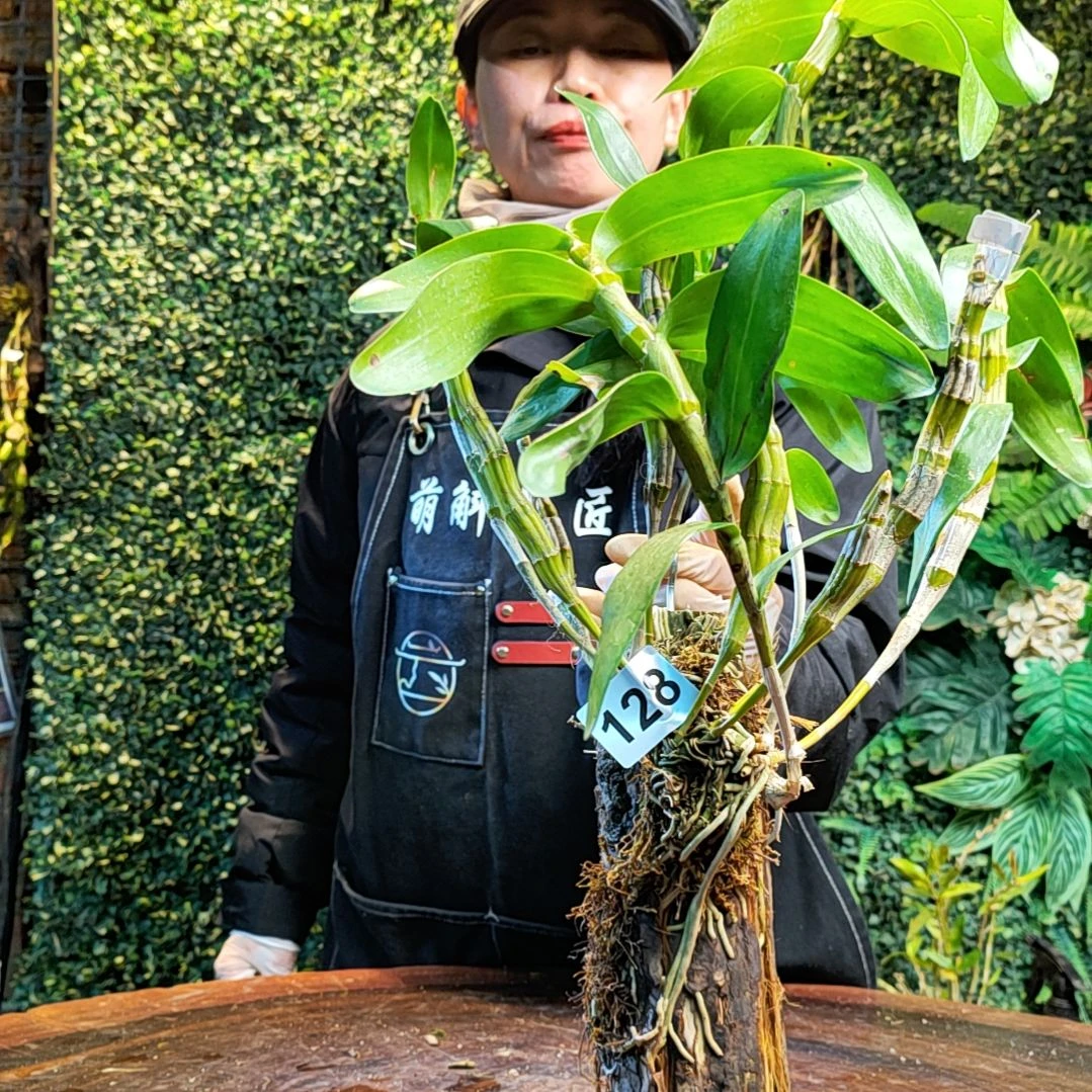 【闪购商品】128扭瓣花花