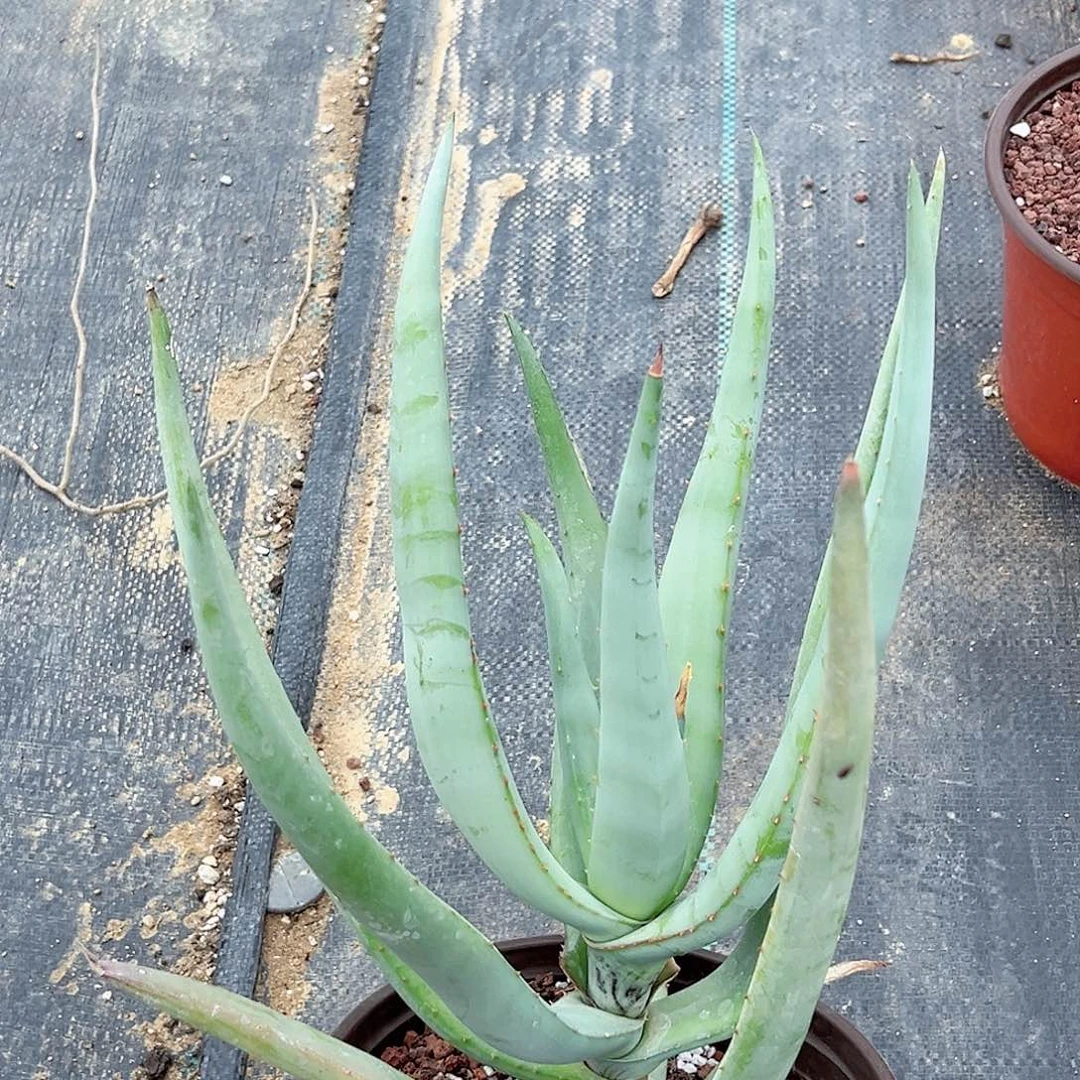 多肉植物猫尾芦荟脱土