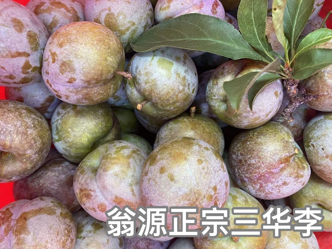 翁源县三华镇三华李现摘现发新鲜甜脆广东韶关翁源正宗鹰嘴桃