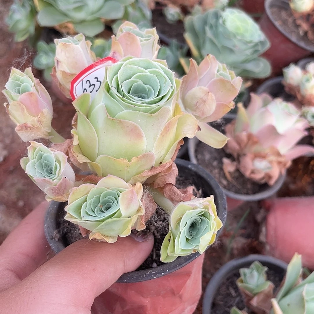 唯**安山地玫瑰多肉 633