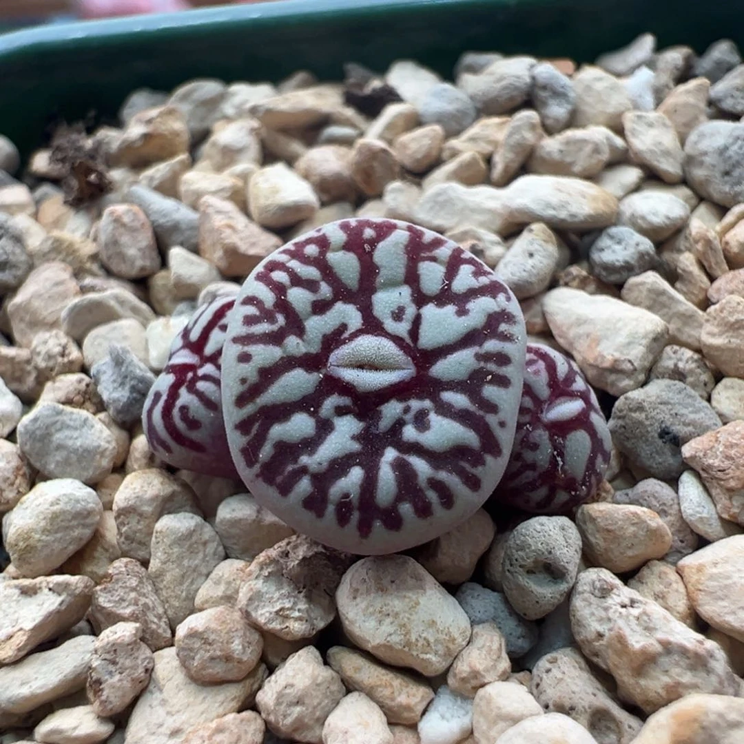 36。青蛙种源枝纹墨