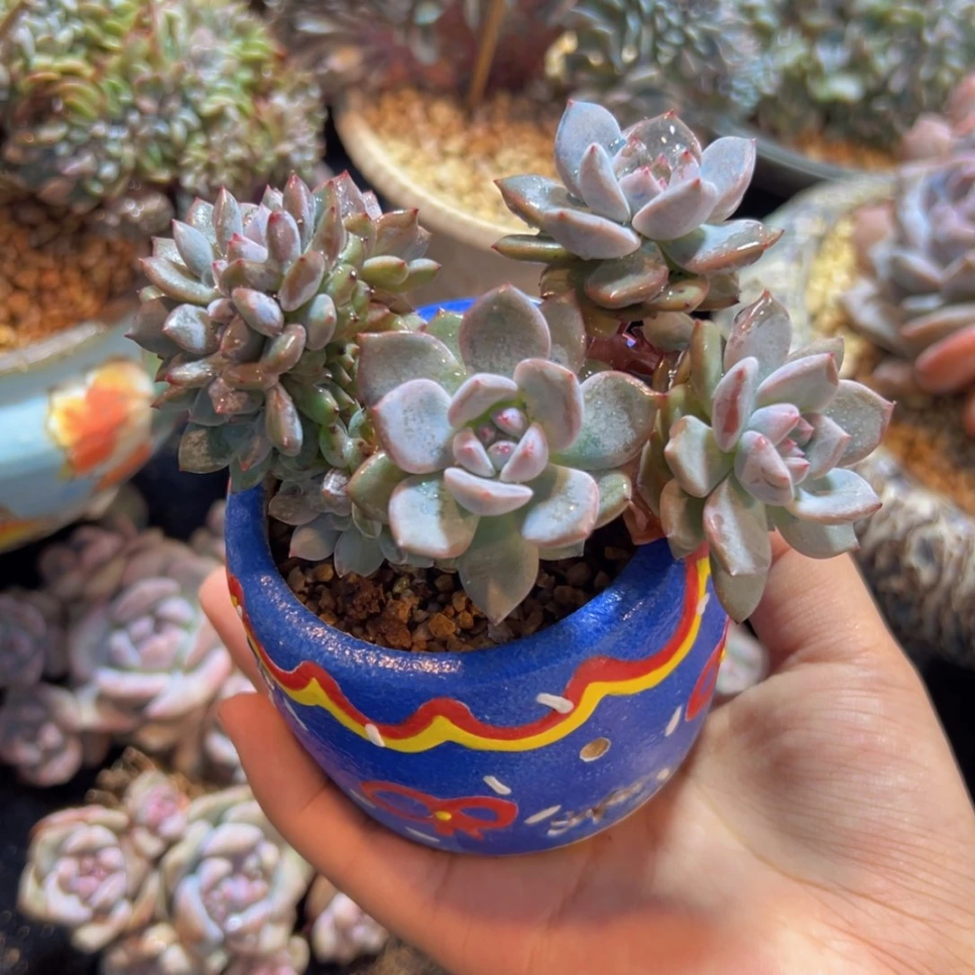 新年快乐 星影 新年快乐