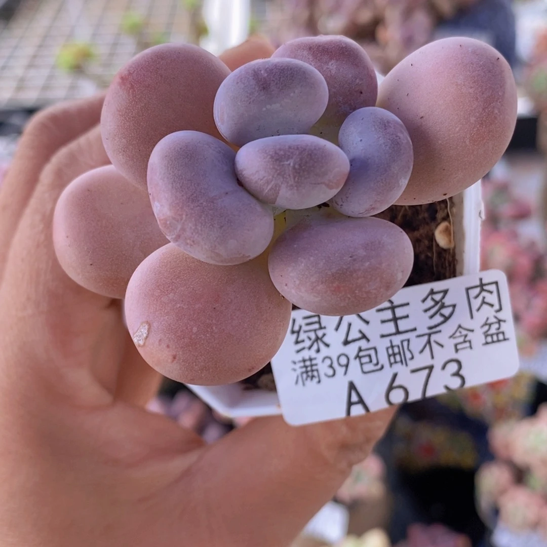 橙雪球5cm673多肉植物