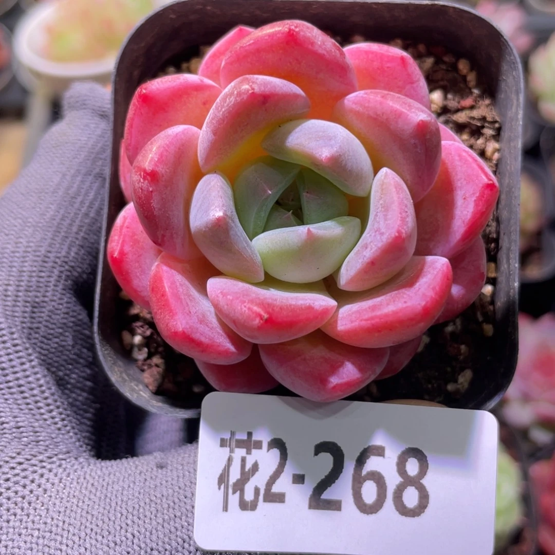 花利美2-268冰糖