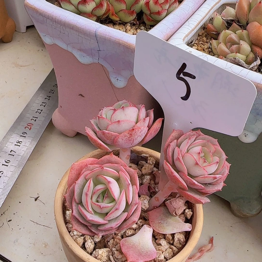 5号克罗地亚玫瑰，脱土