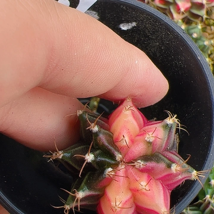 当前无花栽培后可以开花884