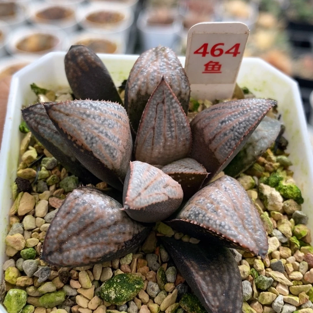 464号汤圆多肉植物带盆