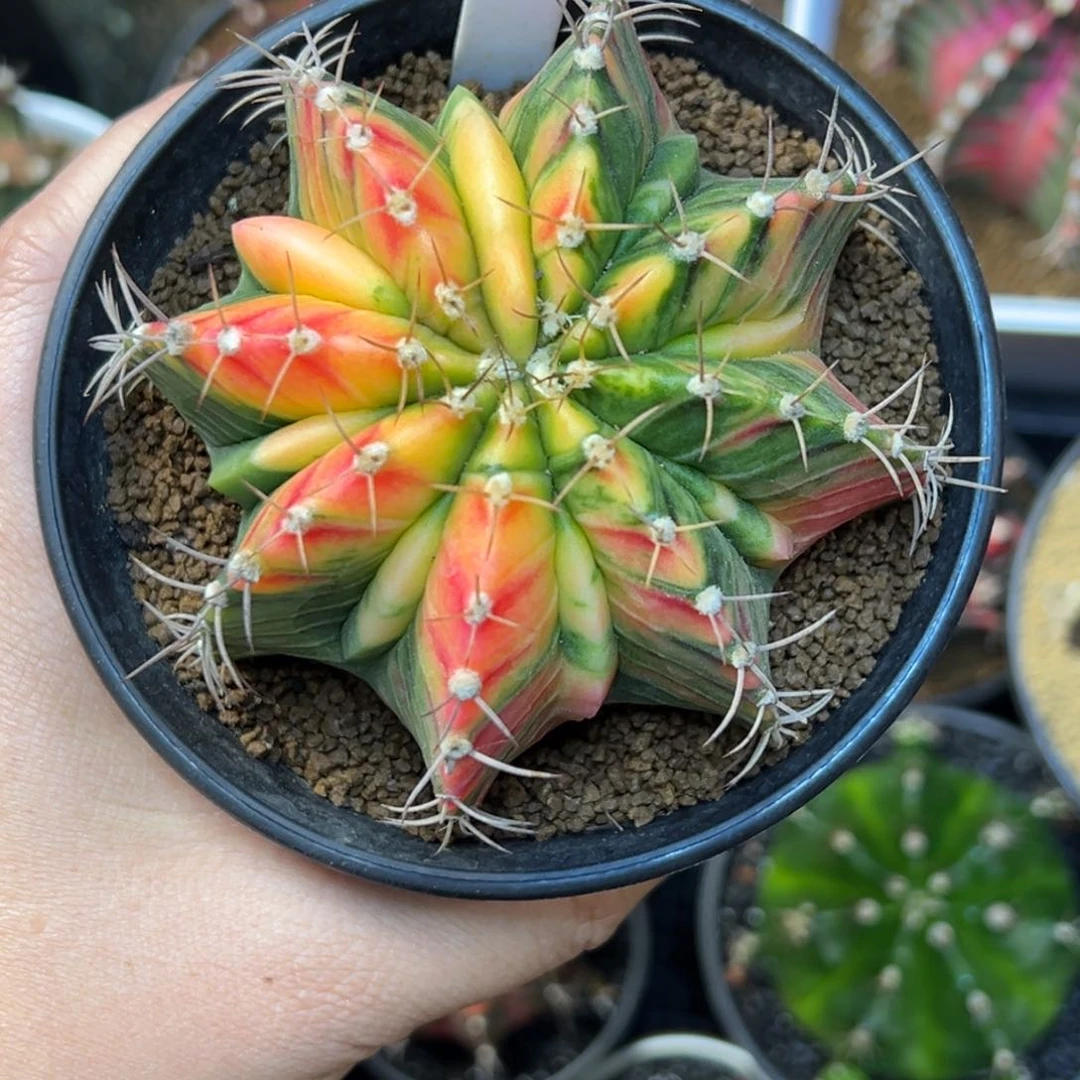 380大腹肌米哈锦，带盆土发货