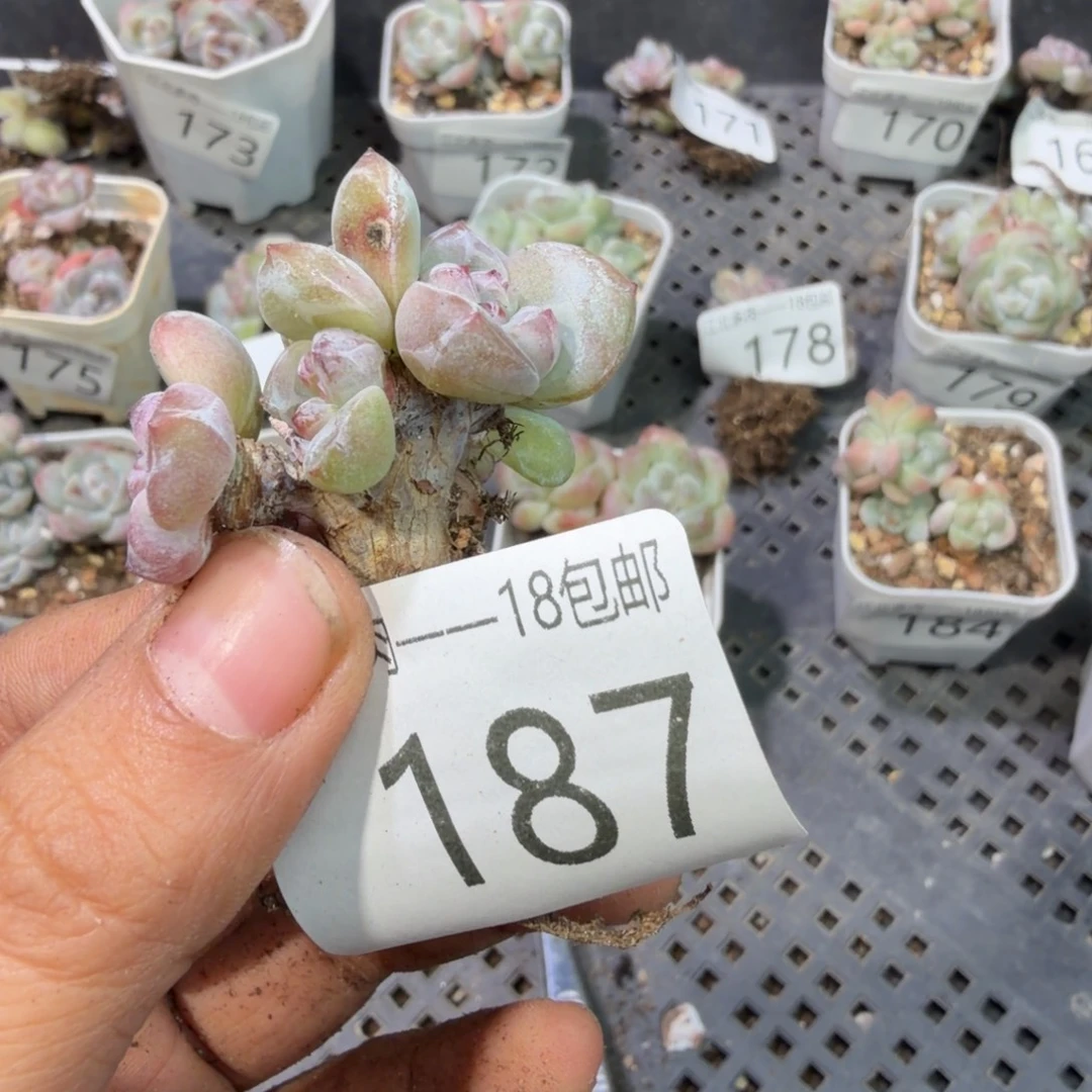 187 号到手一筐江北多肉