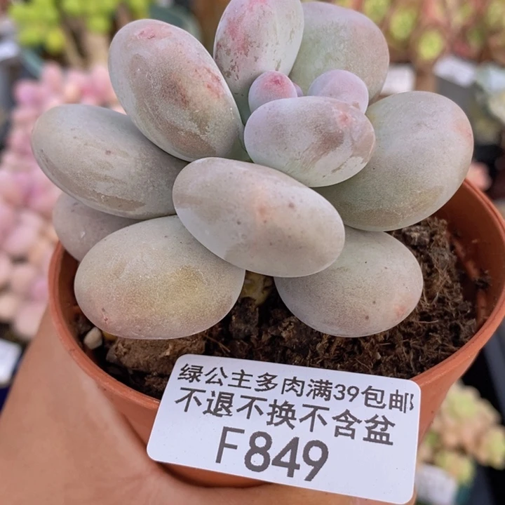 大叶奶单头849多肉植物