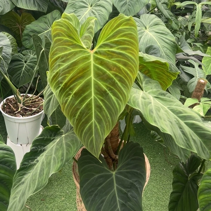 不开花植物灿烂蔓绿绒