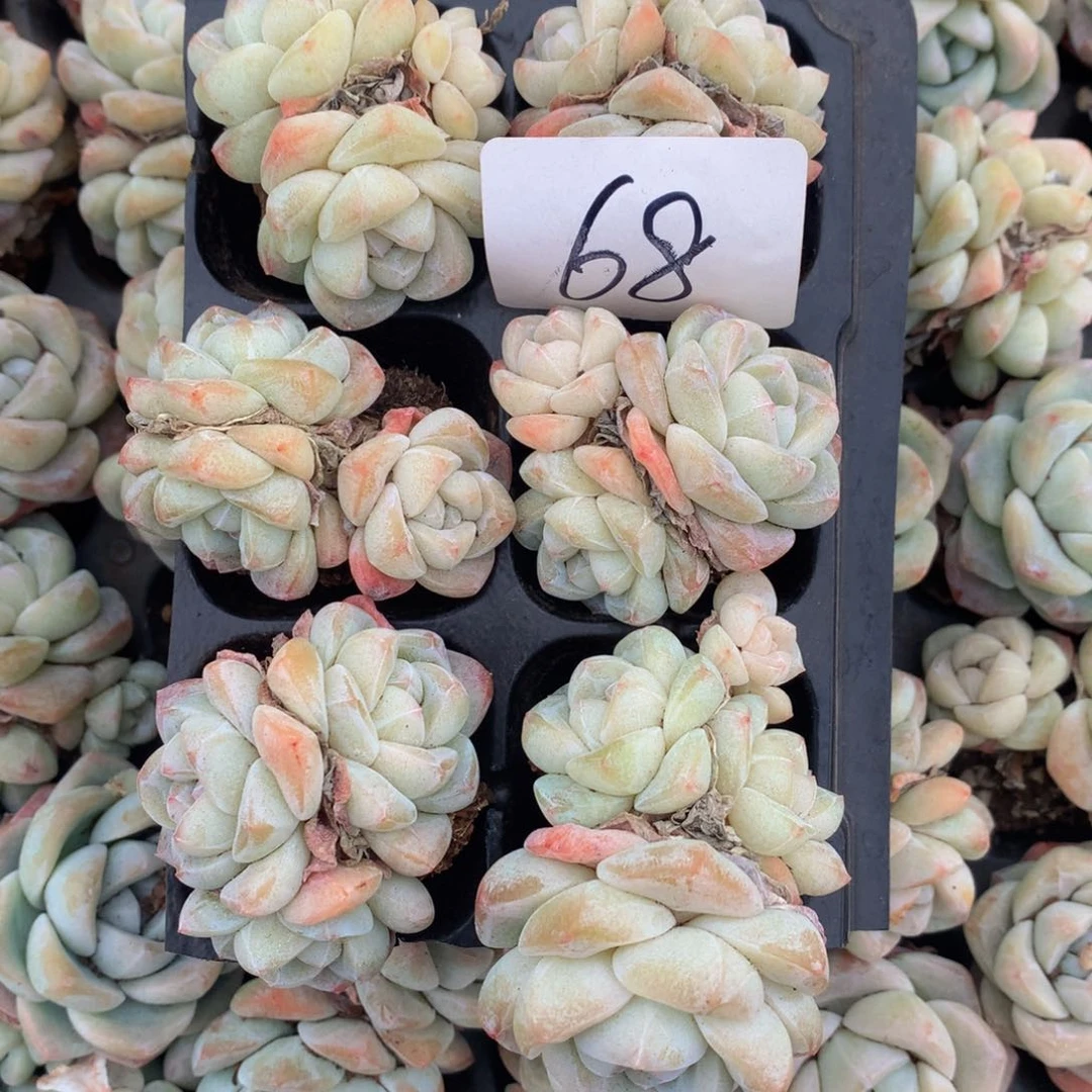 精控冰玉组合yiwuyipai