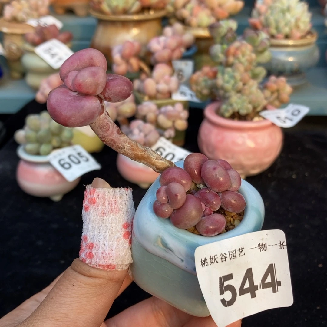 544糖果腰子蛋带盆土