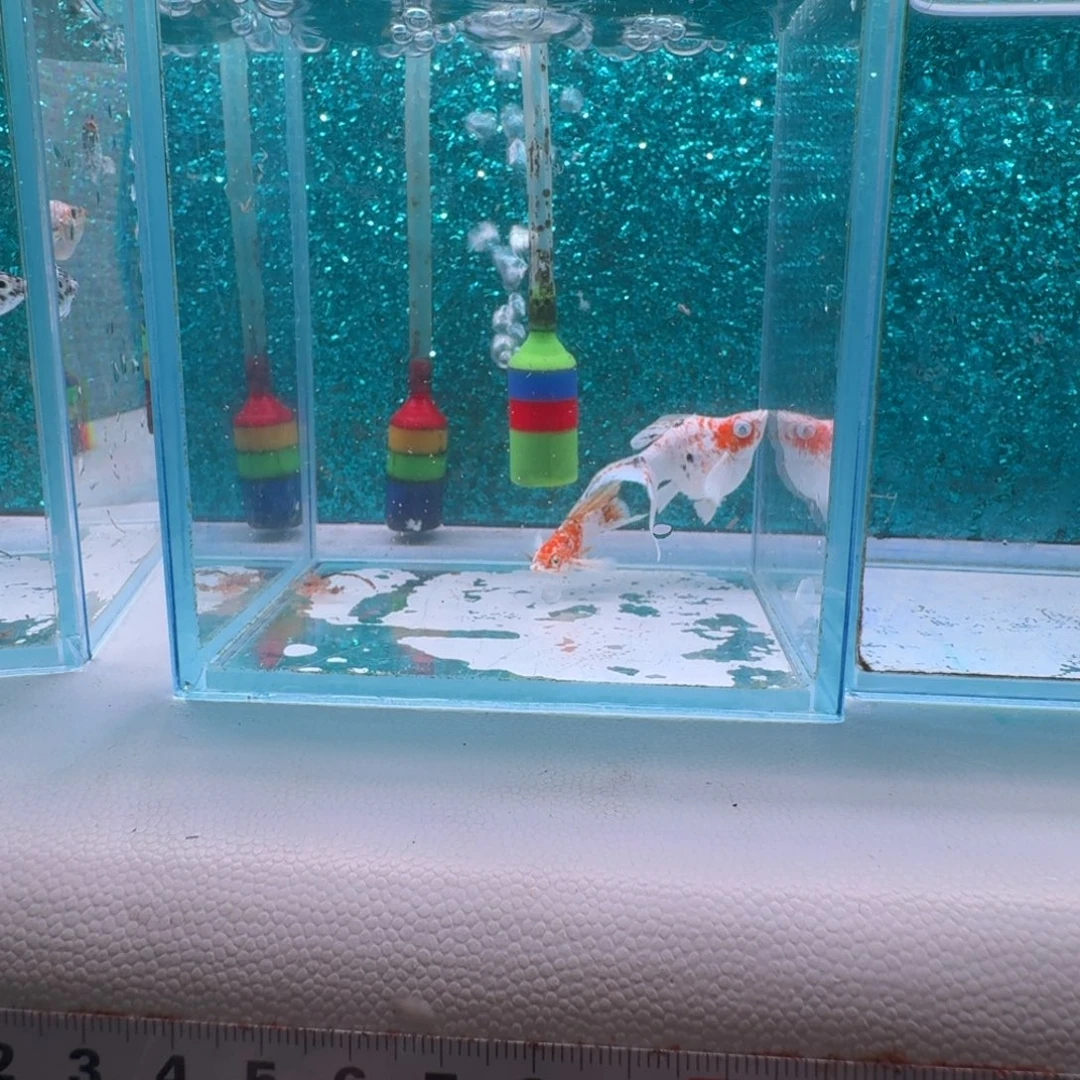 黑玛丽鱼361号玛丽2条