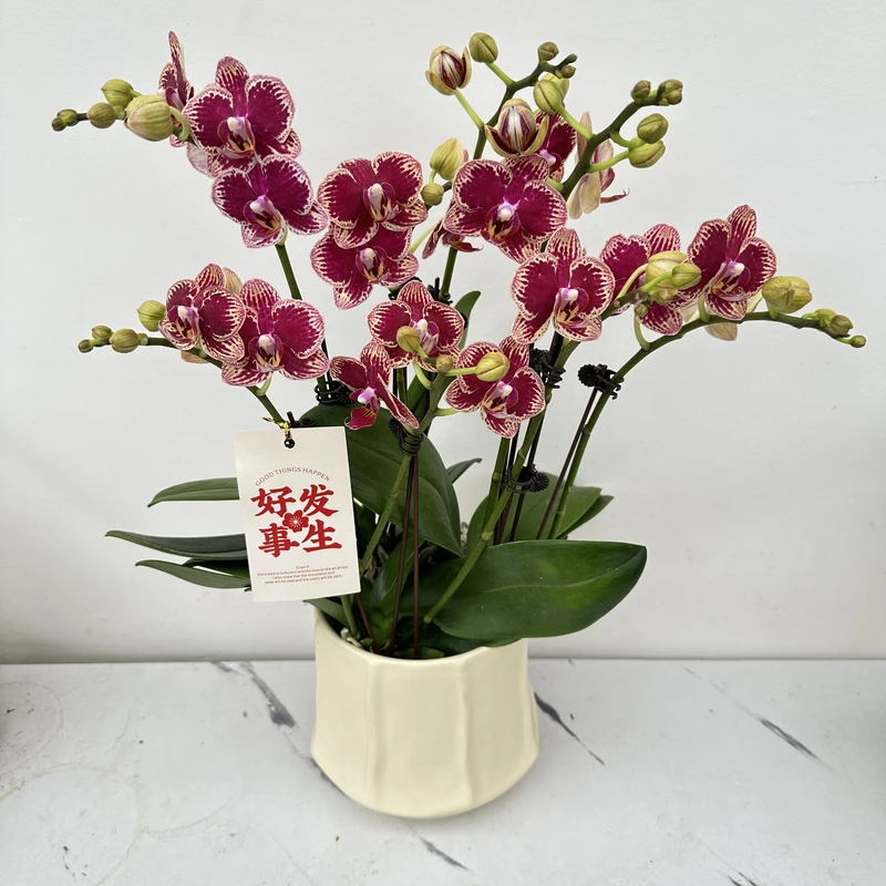 慕兰优选【可乐】蝴蝶兰组盆客厅摆设种植基地发货2-4