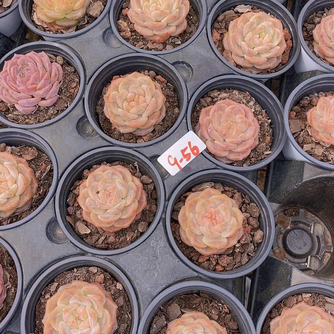 9-56- 瑕疵 雪芙蓉单头福利一颗 量拍